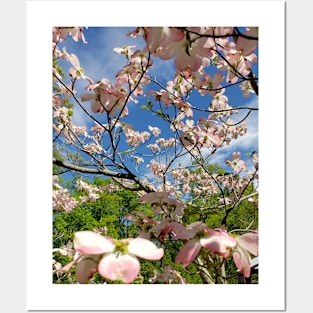 Lispe Pink Dogwood Sky Posters and Art